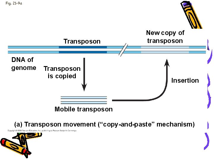 Fig. 21 -9 a Transposon DNA of genome Transposon is copied New copy of Fig. 21 -9 a Transposon DNA of genome Transposon is copied New copy of