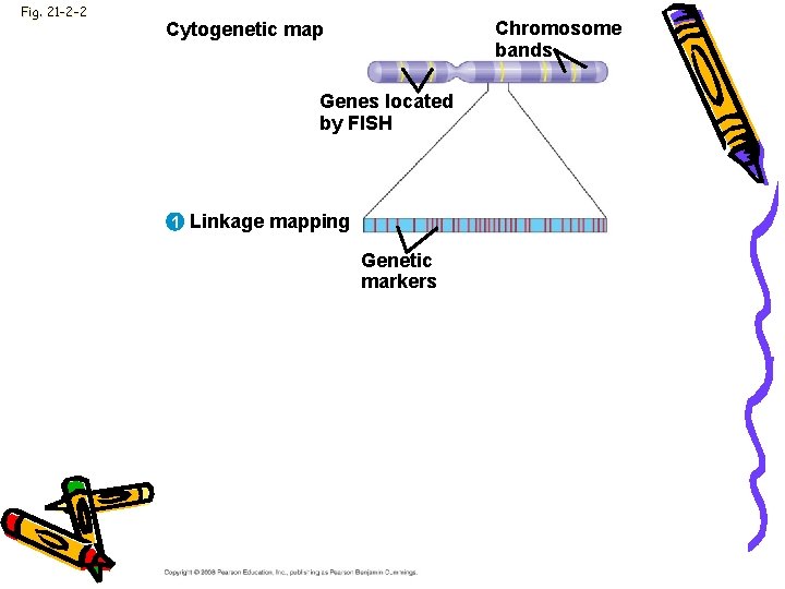 Fig. 21 -2 -2 Chromosome bands Cytogenetic map Genes located by FISH 1 Linkage