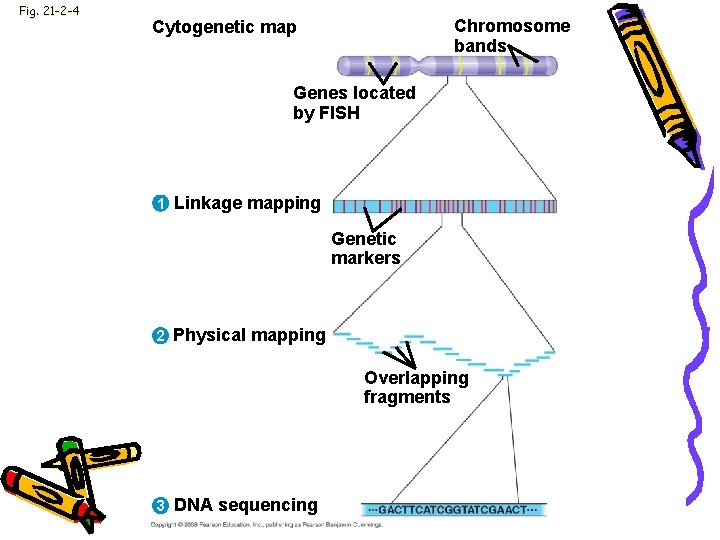 Fig. 21 -2 -4 Chromosome bands Cytogenetic map Genes located by FISH 1 Linkage