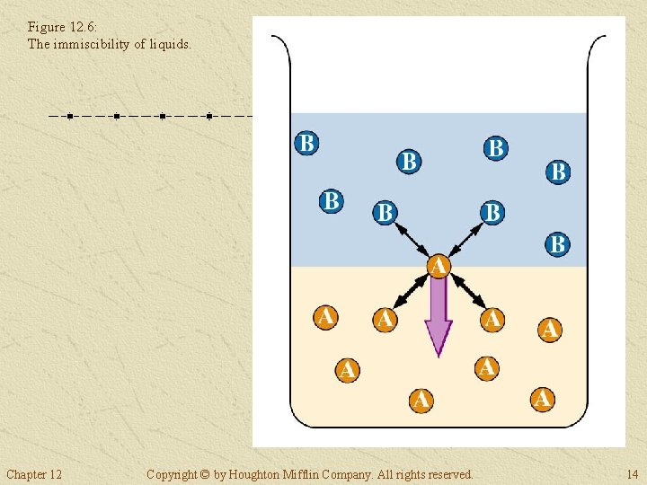 Figure 12. 6: The immiscibility of liquids. Chapter 12 Copyright © by Houghton Mifflin