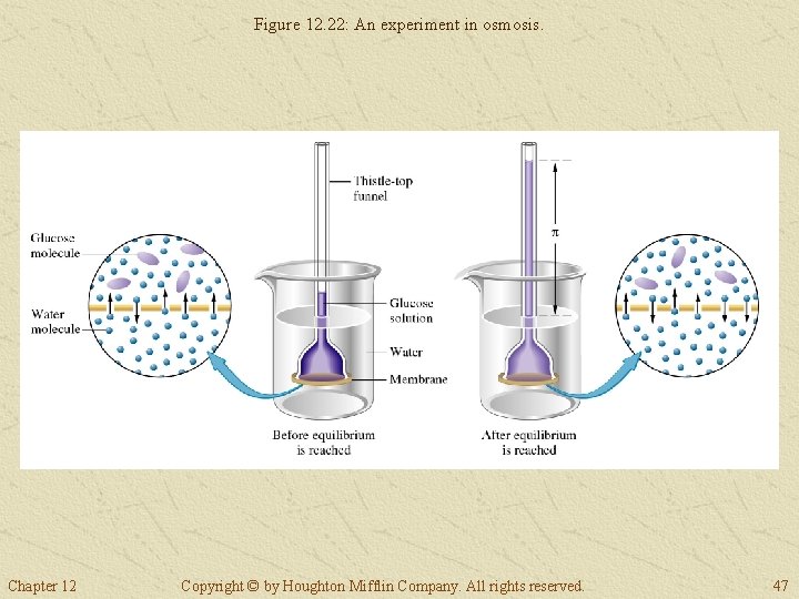 Figure 12. 22: An experiment in osmosis. Chapter 12 Copyright © by Houghton Mifflin