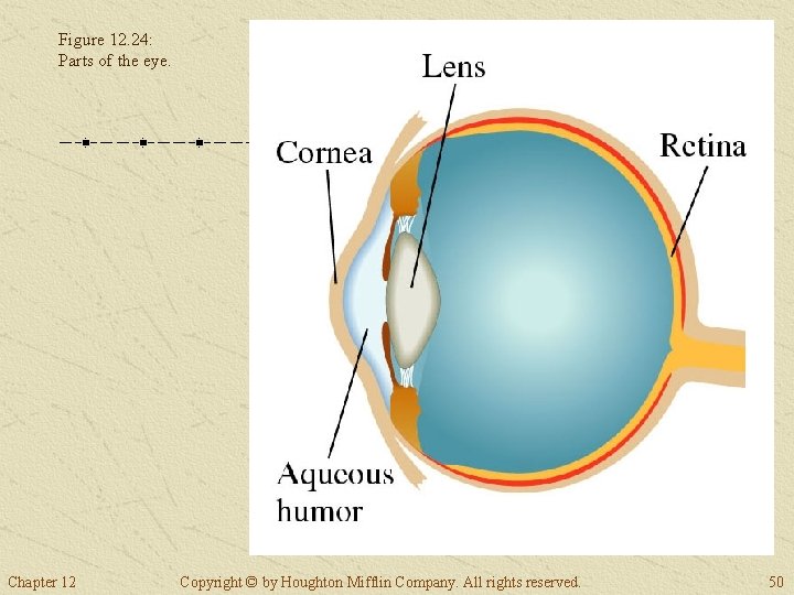 Figure 12. 24: Parts of the eye. Chapter 12 Copyright © by Houghton Mifflin