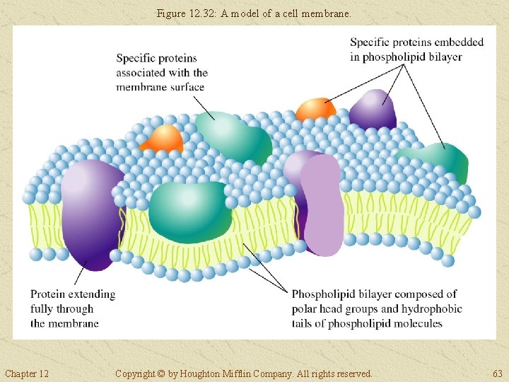 Figure 12. 32: A model of a cell membrane. Chapter 12 Copyright © by