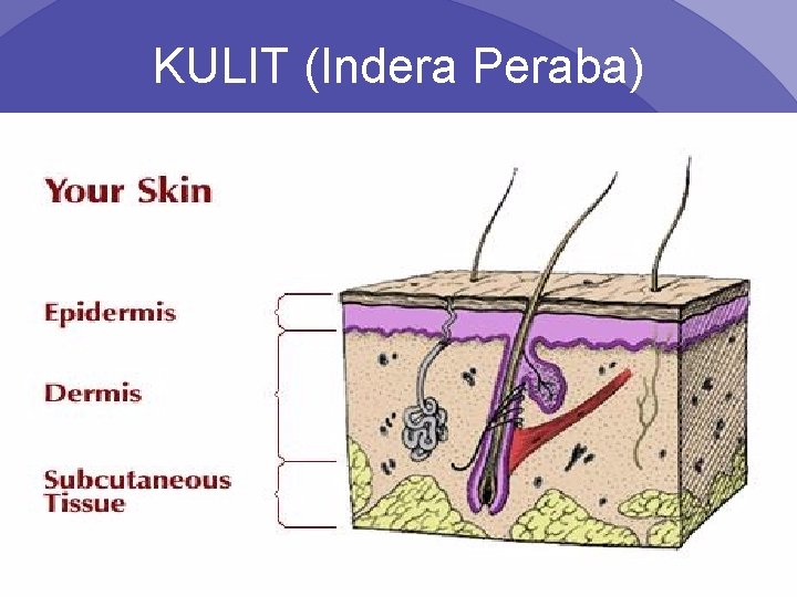 KULIT (Indera Peraba) Psych 101 Chapter 4 10 