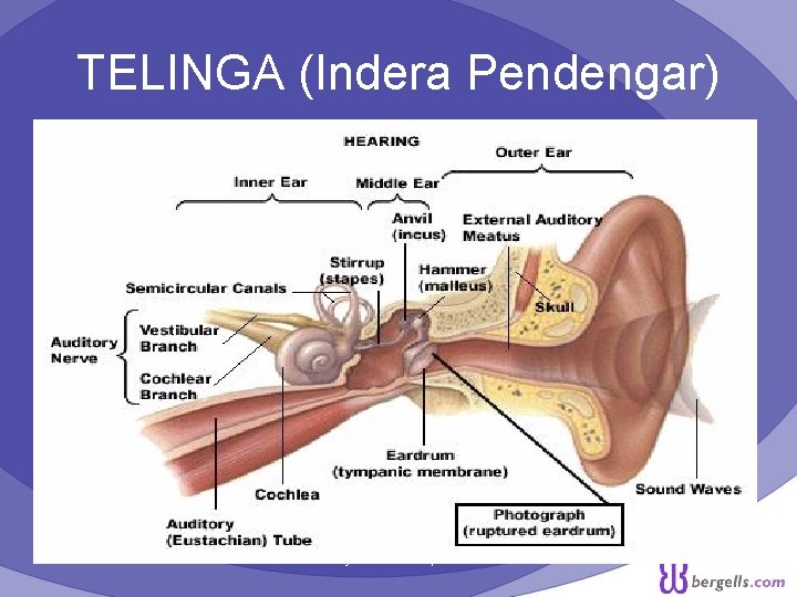 TELINGA (Indera Pendengar) Psych 101 Chapter 4 7 