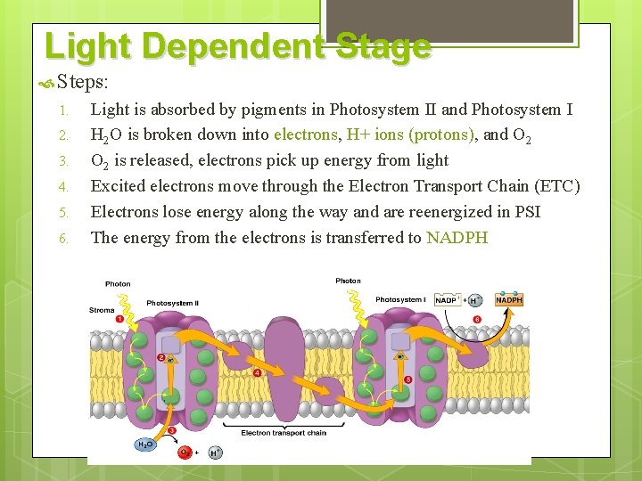 Light Dependent Stage Steps: 1. 2. 3. 4. 5. 6. Light is absorbed by