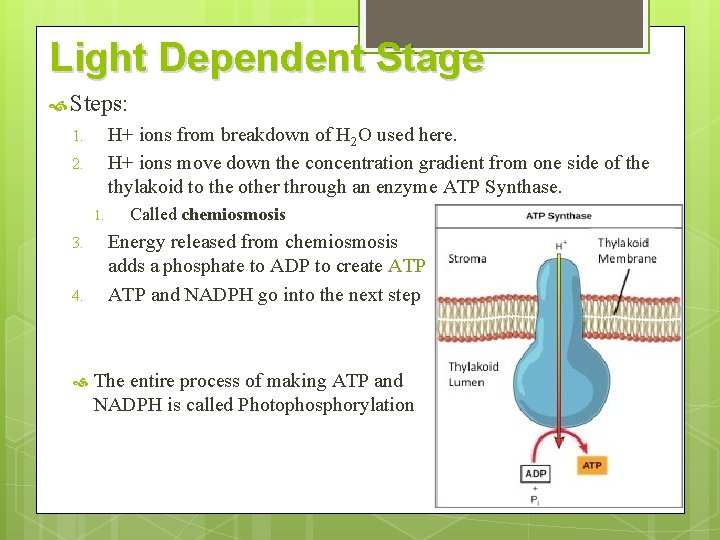Light Dependent Stage Steps: H+ ions from breakdown of H 2 O used here.