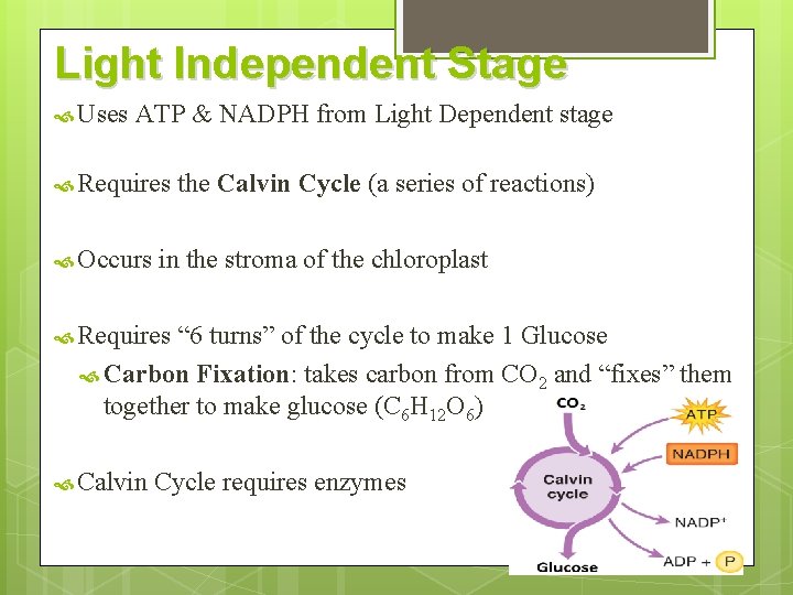 Light Independent Stage Uses ATP & NADPH from Light Dependent stage Requires Occurs the