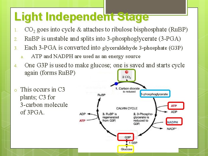 Light Independent Stage CO 2 goes into cycle & attaches to ribulose bisphosphate (Ru.