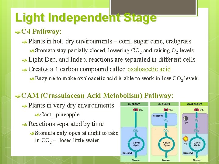 Light Independent Stage C 4 Pathway: Plants in hot, dry environments – corn, sugar