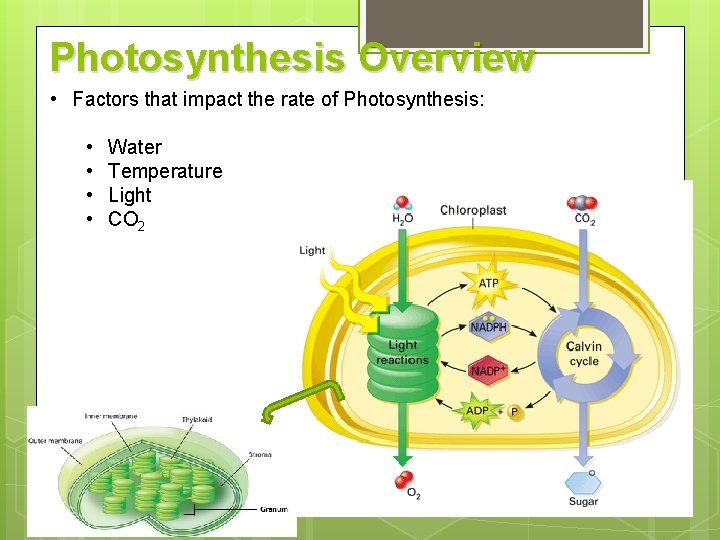 Photosynthesis Overview • Factors that impact the rate of Photosynthesis: • • Water Temperature