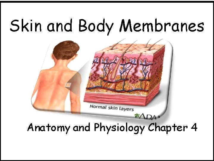 Skin and Body Membranes Anatomy and Physiology Chapter 4 