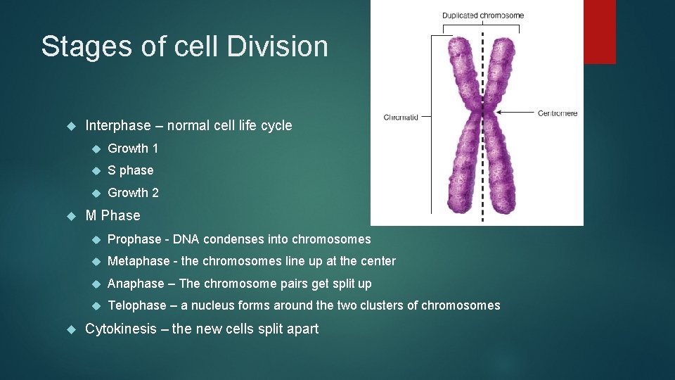 Stages of cell Division Interphase – normal cell life cycle Growth 1 S phase Stages of cell Division Interphase – normal cell life cycle Growth 1 S phase