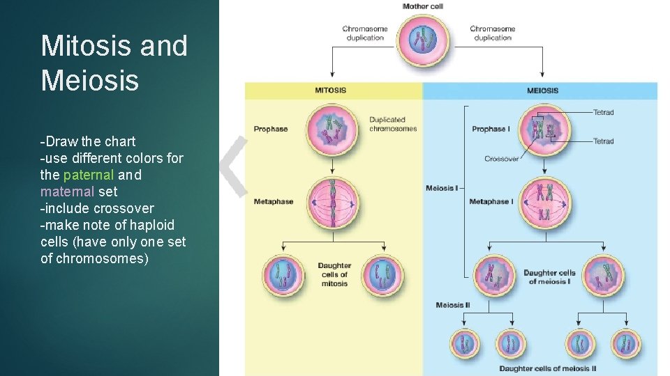 Mitosis and Meiosis -Draw the chart -use different colors for the paternal and maternal Mitosis and Meiosis -Draw the chart -use different colors for the paternal and maternal