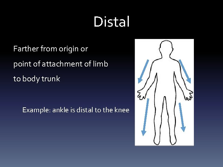 Distal Farther from origin or point of attachment of limb to body trunk Example:
