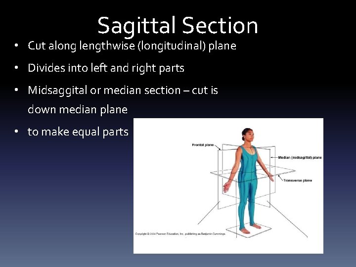 Sagittal Section • Cut along lengthwise (longitudinal) plane • Divides into left and right