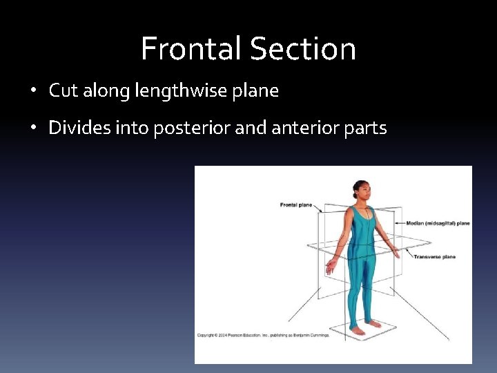 Frontal Section • Cut along lengthwise plane • Divides into posterior and anterior parts