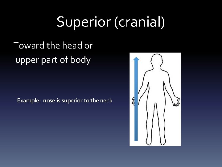 Superior (cranial) Toward the head or upper part of body Example: nose is superior