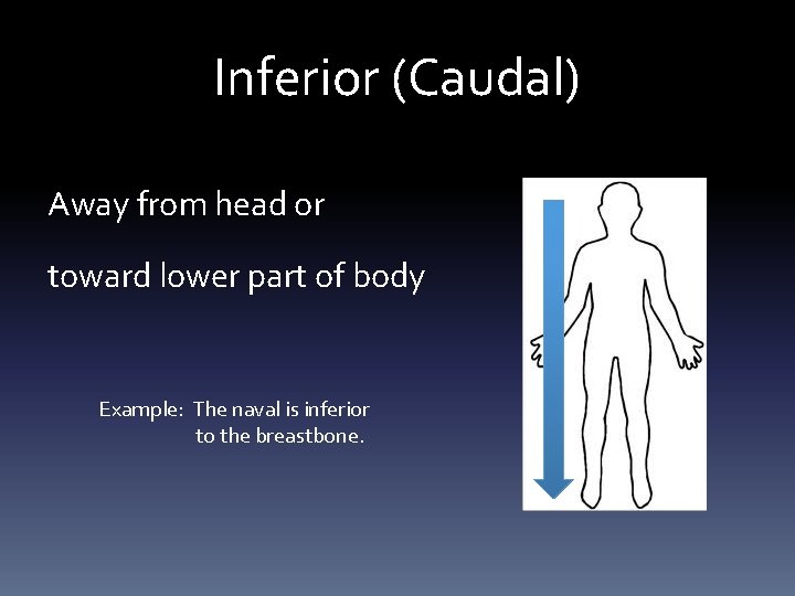 Inferior (Caudal) Away from head or toward lower part of body Example: The naval