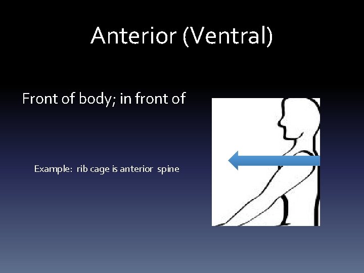 Anterior (Ventral) Front of body; in front of Example: rib cage is anterior spine