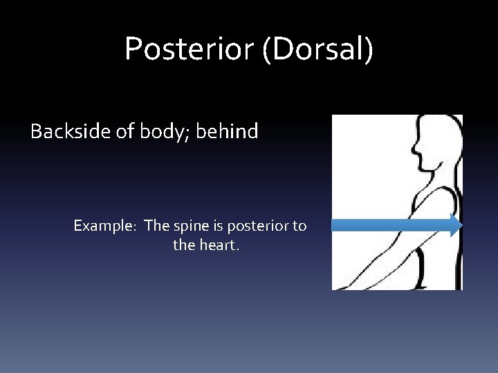 Posterior (Dorsal) Backside of body; behind Example: The spine is posterior to the heart.