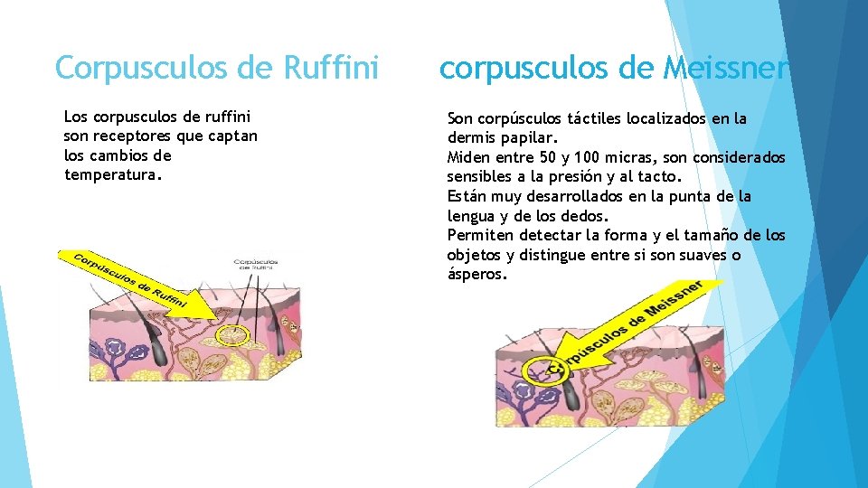 Corpusculos de Ruffini Los corpusculos de ruffini son receptores que captan los cambios de
