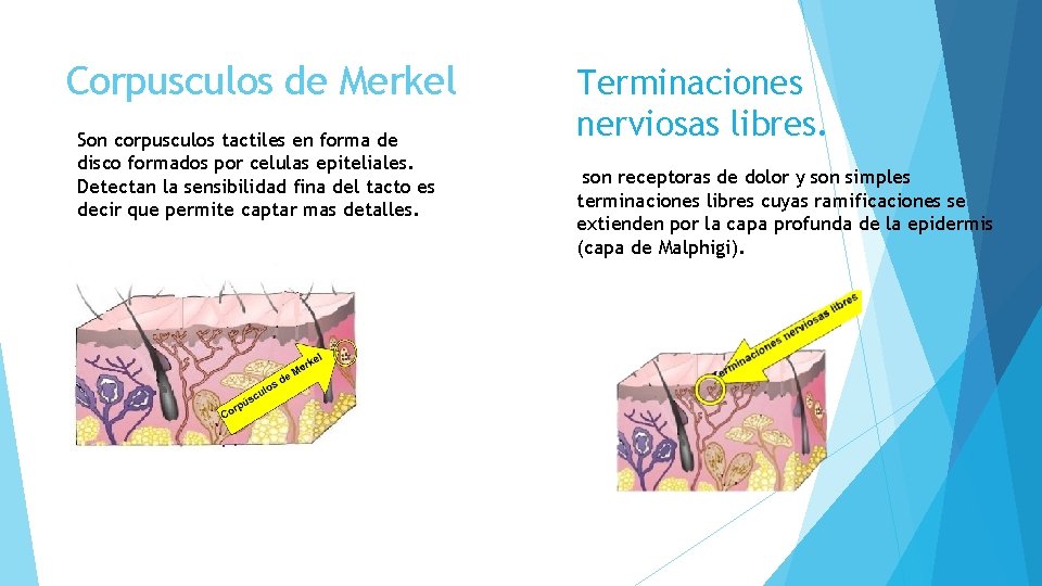 Corpusculos de Merkel Son corpusculos tactiles en forma de disco formados por celulas epiteliales.