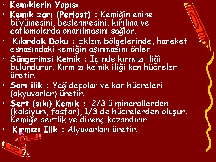  • Kemiklerin Yapısı • Kemik zarı (Periost) : Kemiğin enine büyümesini, beslenmesini, kırılma