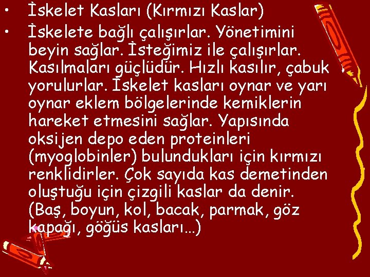  • • İskelet Kasları (Kırmızı Kaslar) İskelete bağlı çalışırlar. Yönetimini beyin sağlar. İsteğimiz