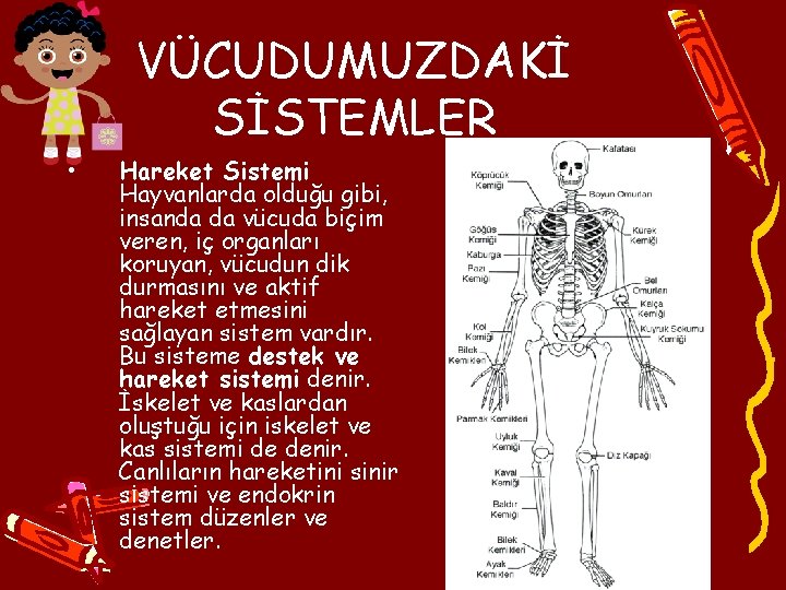 VÜCUDUMUZDAKİ SİSTEMLER • Hareket Sistemi Hayvanlarda olduğu gibi, insanda da vücuda biçim veren, iç