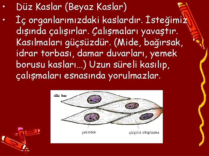  • • Düz Kaslar (Beyaz Kaslar) İç organlarımızdaki kaslardır. İsteğimiz dışında çalışırlar. Çalışmaları