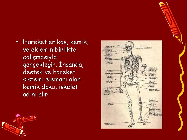  • Hareketler kas, kemik, ve eklemin birlikte çalışmasıyla gerçekleşir. İnsanda, destek ve hareket