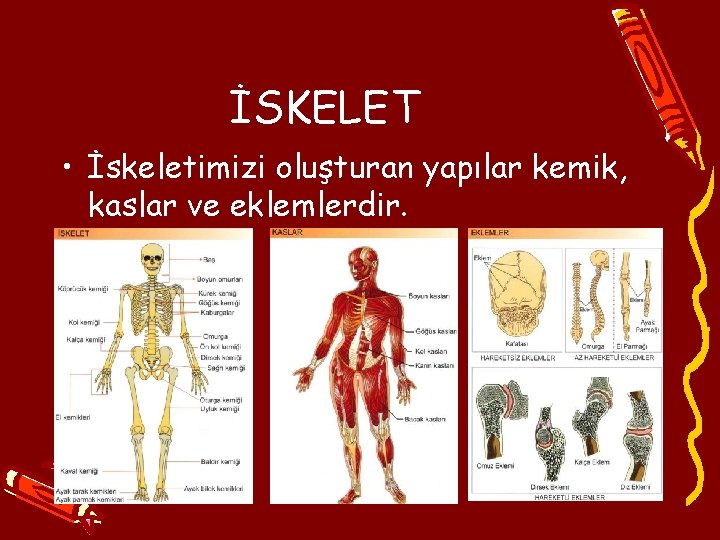 İSKELET • İskeletimizi oluşturan yapılar kemik, kaslar ve eklemlerdir. 