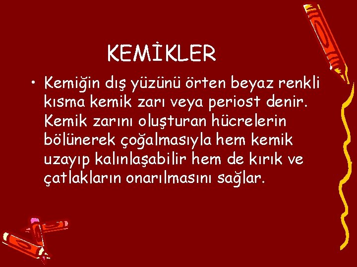 KEMİKLER • Kemiğin dış yüzünü örten beyaz renkli kısma kemik zarı veya periost denir.