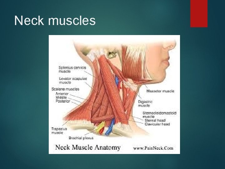 Neck muscles 