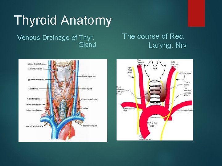 Thyroid Anatomy Venous Drainage of Thyr. Gland The course of Rec. Laryng. Nrv 