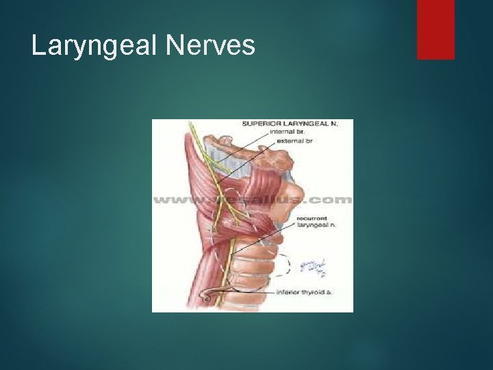 Laryngeal Nerves 