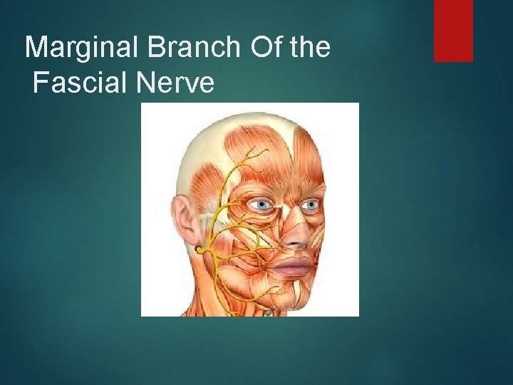 Marginal Branch Of the Fascial Nerve 