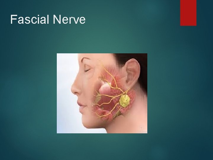 Fascial Nerve 