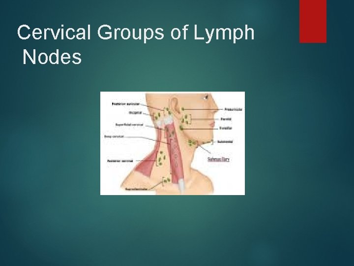 Cervical Groups of Lymph Nodes 