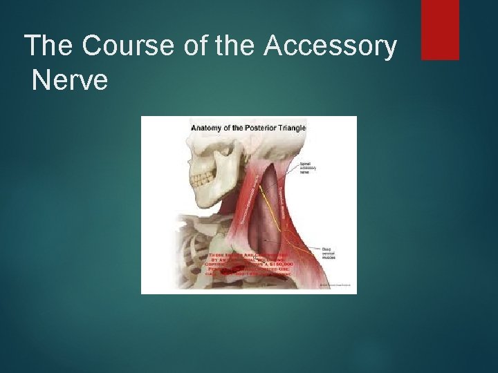 The Course of the Accessory Nerve 