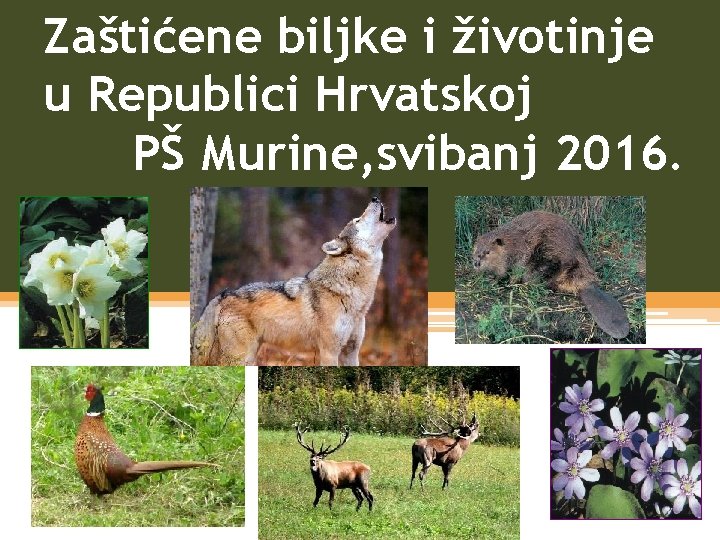 Zaštićene biljke i životinje u Republici Hrvatskoj PŠ Murine, svibanj 2016. 