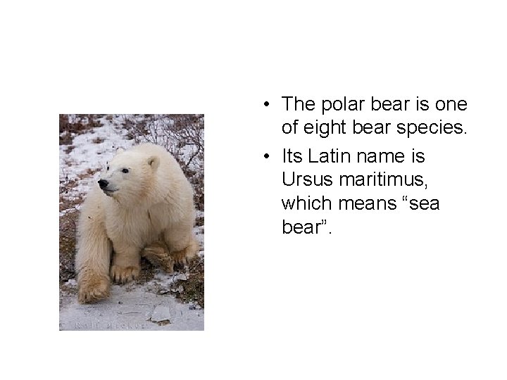  • The polar bear is one of eight bear species. • Its Latin