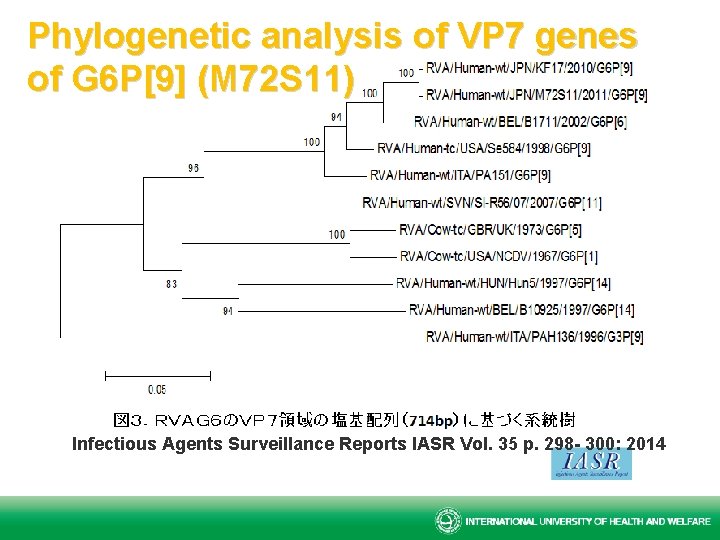 Phylogenetic analysis of VP 7 genes of G 6 P[9] (M 72 S 11)