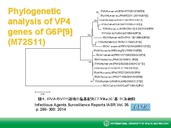 Phylogenetic analysis of VP 4 genes of G 6 P[9] (M 72 S 11)