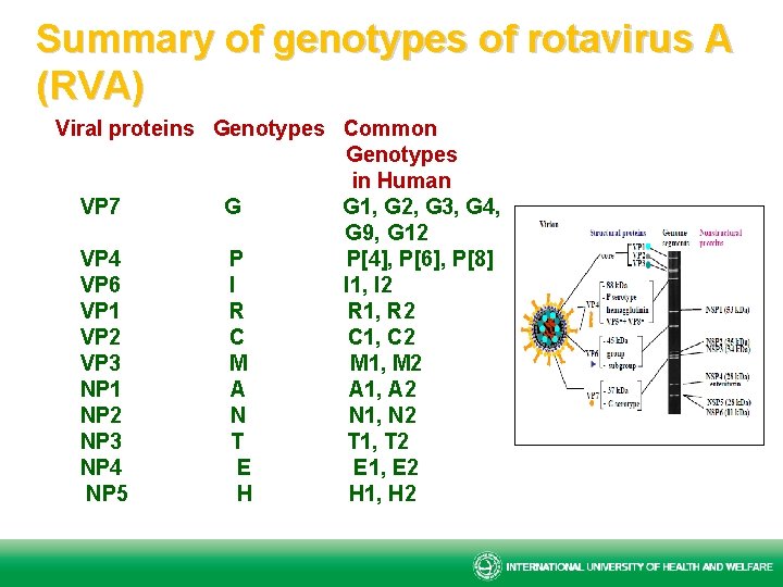 Summary of genotypes of rotavirus A (RVA) Viral proteins Genotypes Common Genotypes in Human