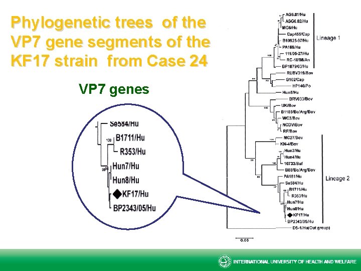 Phylogenetic trees of the VP 7 gene segments of the KF 17 strain from