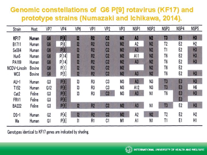 Genomic constellations of G 6 P[9] rotavirus (KF 17) and prototype strains (Numazaki and