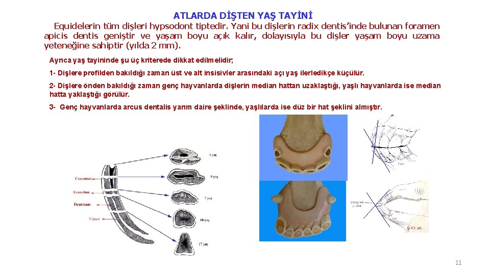 ATLARDA DİŞTEN YAŞ TAYİNİ Equidelerin tüm dişleri hypsodont tiptedir. Yani bu dişlerin radix dentis’inde