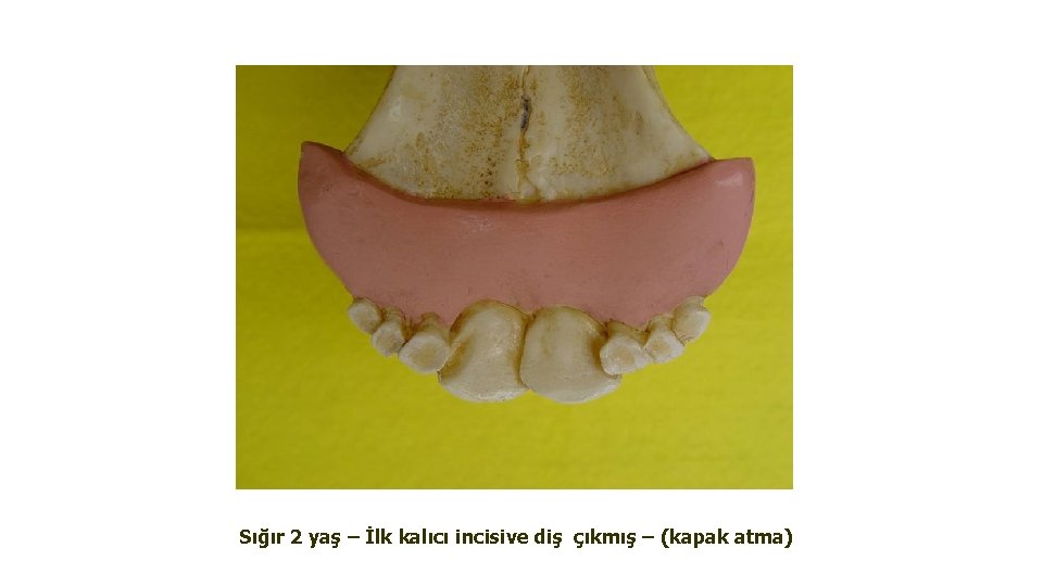 Sığır 2 yaş – İlk kalıcı incisive diş çıkmış – (kapak atma) 